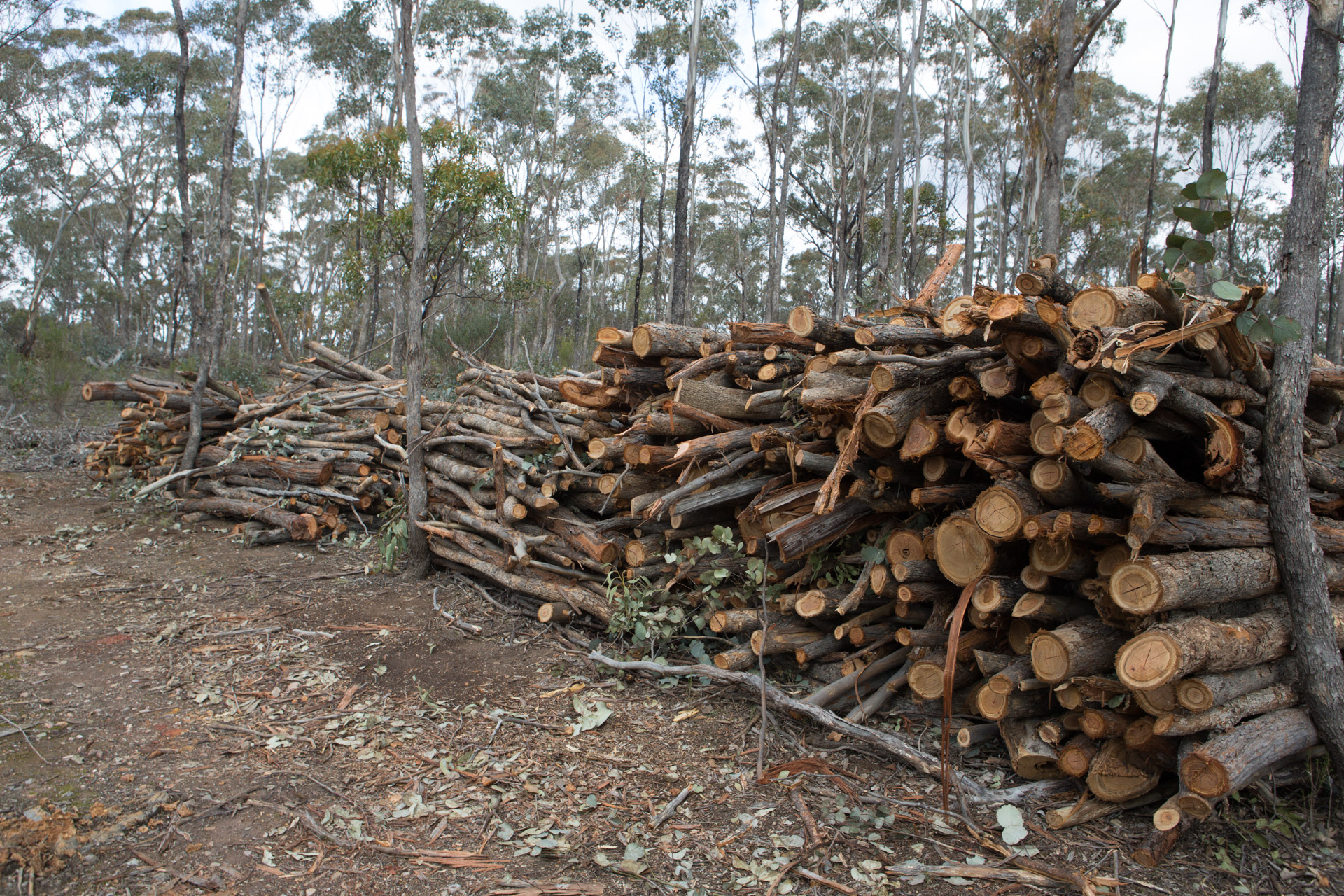 Firewood Stacked box/Ironbark firewood seasoning.