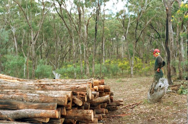 Poles Box Ironbark poles