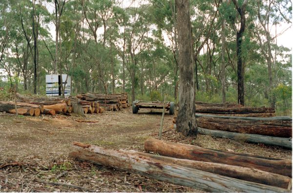 Poles Box/ Ironbark Eucalyptus poles