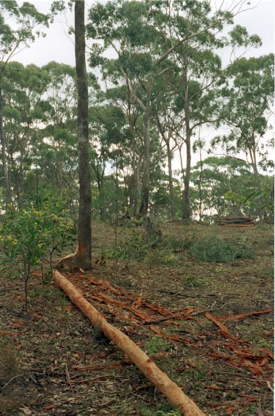 Box pole Box/ Ironbark eucalyptus poles