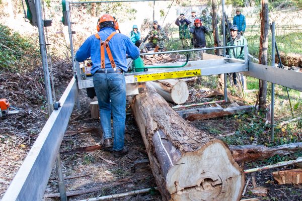 Lucas Mill Darren Doherty demonstrating Lucas Portable Mill with 25 year old Globulous on 2015 Forestry course